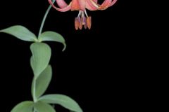 Canada Lily, Lilium canadense