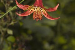 Canada Lily, Lilium canadense