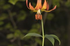 Canada Lily, Lilium canadense