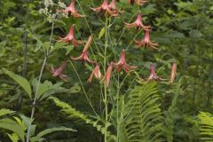 Canada Lily, Lilium canadense