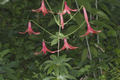 Canada Lily, Lilium canadense