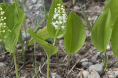 Canada Mayflower, Maianthemum canadense