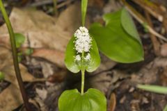 Canada Mayflower, Maianthemum canadense