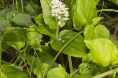 Canada Mayflower, Maianthemum canadense