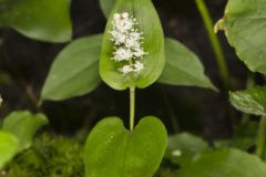 Canada Mayflower, Maianthemum canadense