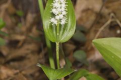 Canada Mayflower, Maianthemum canadense