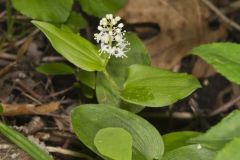 Canada Mayflower, Maianthemum canadense