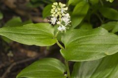 Canada Mayflower, Maianthemum canadense