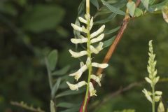 Canada Milk Vetch, Astragalus canadensis