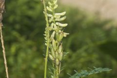 Canada Milk Vetch, Astragalus canadensis