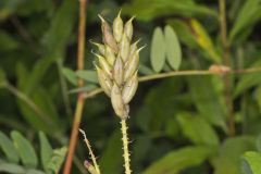 Canada Milk Vetch, Astragalus canadensis