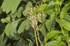 Canada Milk Vetch, Astragalus canadensis