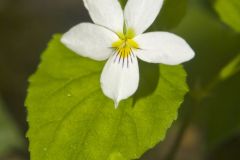 Canada Violet, Viola canadensis