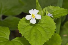 Canada Violet, Viola canadensis