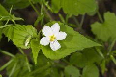 Canada Violet, Viola canadensis