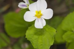 Canada Violet, Viola canadensis