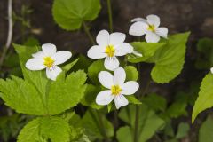 Canada Violet, Viola canadensis