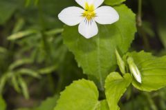 Canada Violet, Viola canadensis