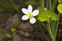 Canada Violet, Viola canadensis