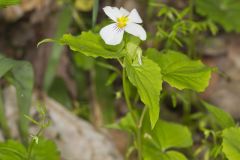 Canada Violet, Viola canadensis