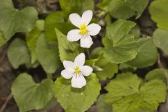 Canada Violet, Viola canadensis