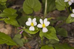 Canada Violet, Viola canadensis