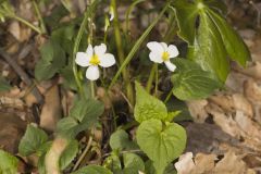 Canada Violet, Viola canadensis