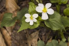 Canada Violet, Viola canadensis