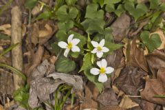 Canada Violet, Viola canadensis