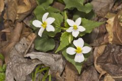 Canada Violet, Viola canadensis