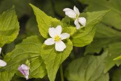 Canada Violet, Viola canadensis