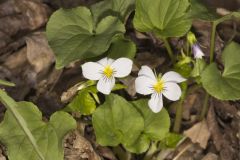 Canada Violet, Viola canadensis