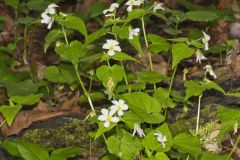 Canada Violet, Viola canadensis