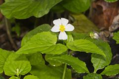 Canada Violet, Viola canadensis