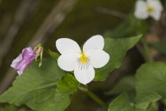 Canada Violet, Viola canadensis