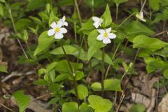 Canada Violet, Viola canadensis