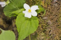 Canada Violet, Viola canadensis