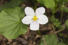 Canada Violet, Viola canadensis