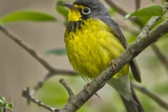 Canada Warbler, Cardellina canadensis