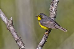 Canada Warbler, Cardellina canadensis