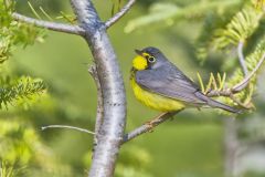 Canada Warbler, Cardellina canadensis