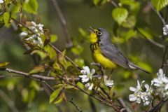 Canada Warbler, Cardellina canadensis