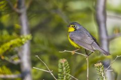 Canada Warbler, Cardellina canadensis