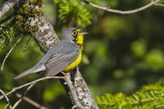 Canada Warbler, Cardellina canadensis