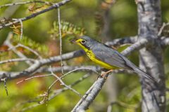 Canada Warbler, Cardellina canadensis