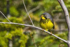 Canada Warbler, Cardellina canadensis