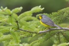 Canada Warbler, Cardellina canadensis