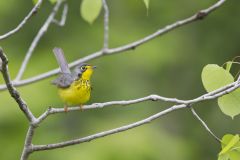 Canada Warbler, Cardellina canadensis