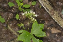 Canada Waterleaf, Hydrophyllum canadense