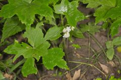 Canada Waterleaf, Hydrophyllum canadense